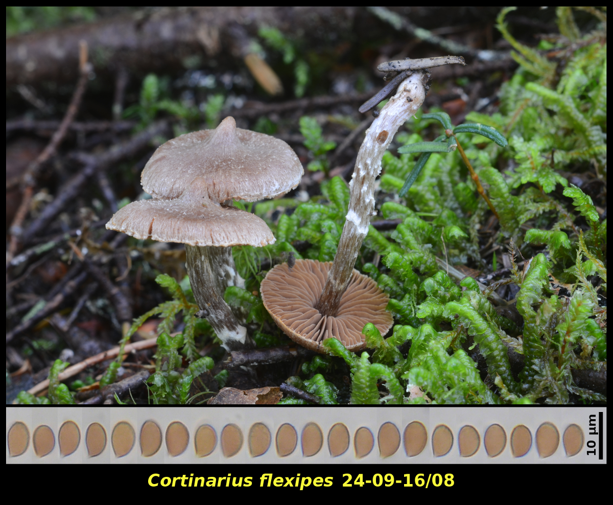 Picture of <i>Cortinarius flexipes</i> 24-09-16/08